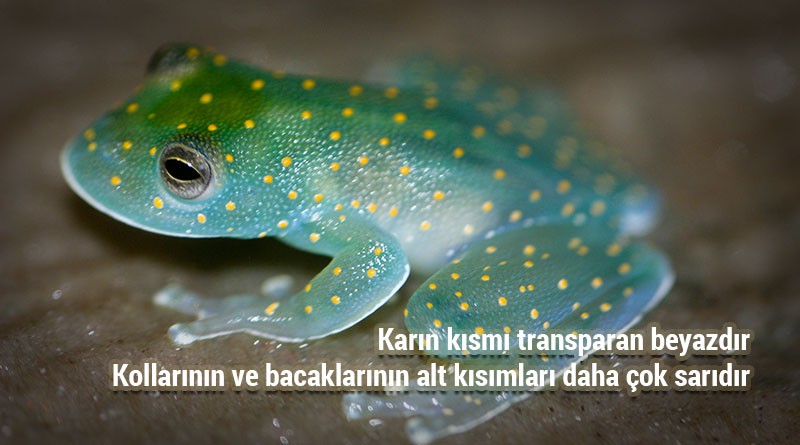 San Jose Cochran Kurbağası