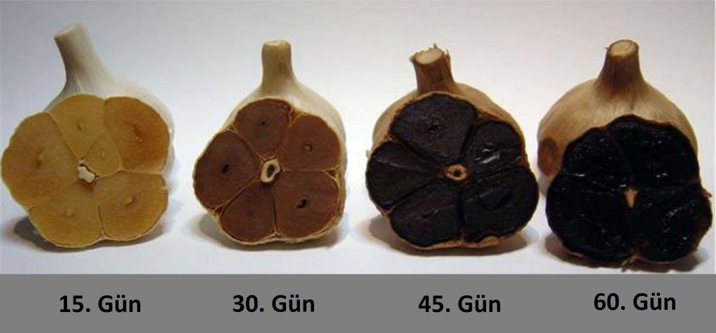 Siyah Sarımsak Fermantasyon Süreci