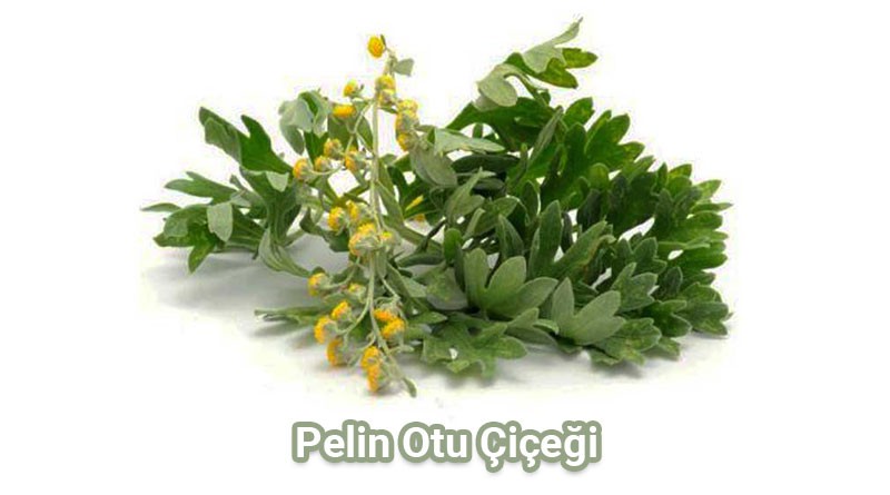 Pelin Otu Çiçeği