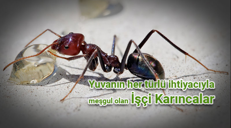 işçi karıncalar
