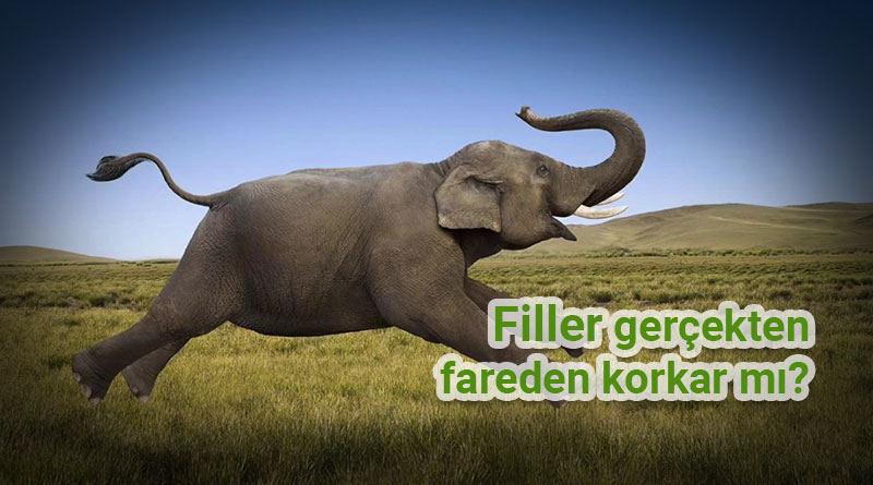 filler fareden korkar mı