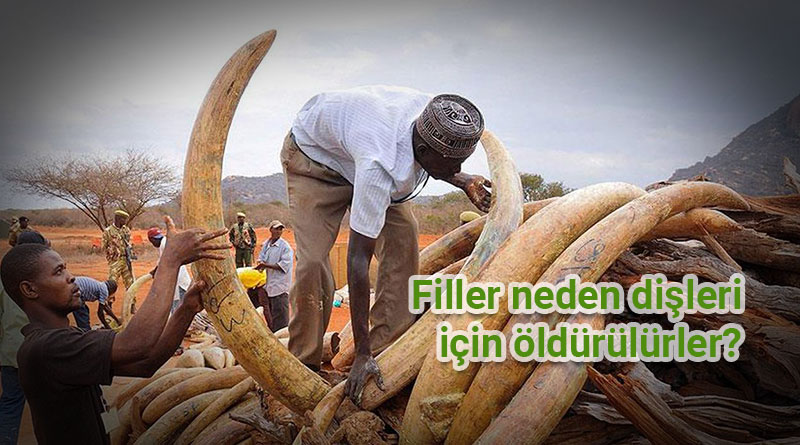 Fillerin dişleri