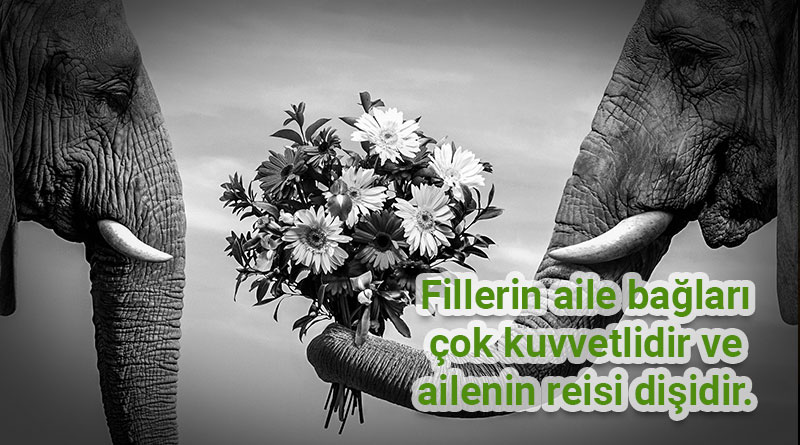 fillerde aile bağları