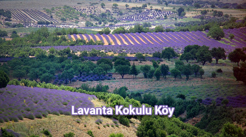 Lavanta Kokulu Köy Görünüm
