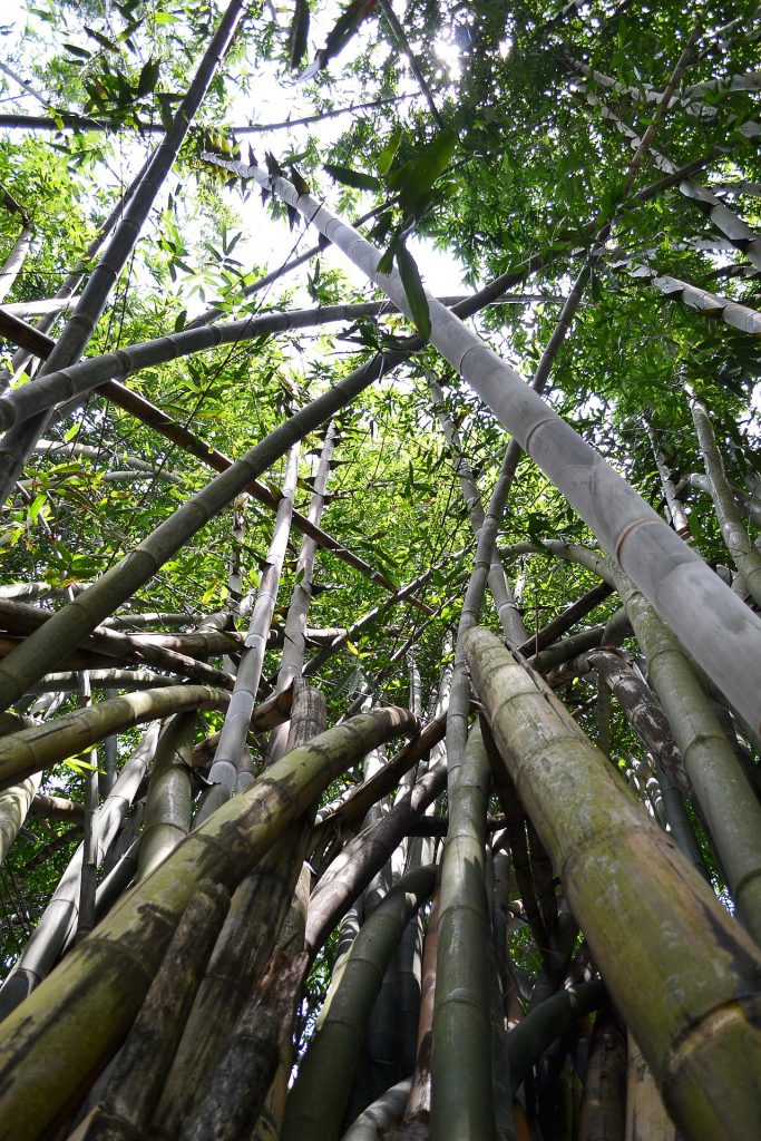 Bambunun kökleri 5 yıllık süre boyunca metrelerce yerin altına doğru uzamıştır. Bundan dolayı çok kısa denilebilecek bir sürede metrelerce yüksekliğe ulaşır.