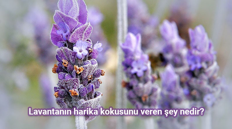 Lavanta Çiçeği