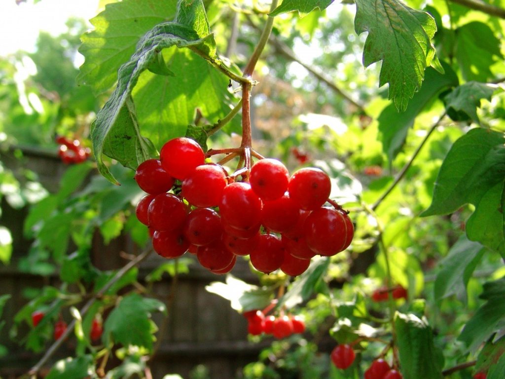 Botanik biliminde viburnum opulus diye adlandırılan gilaburu bitkisi, kıpkırmızı top top, salkım şeklinde meyveleriyle öne çıkmaktadır. Tıpkı üzüm gibi bir görüntüye sahiptir.
