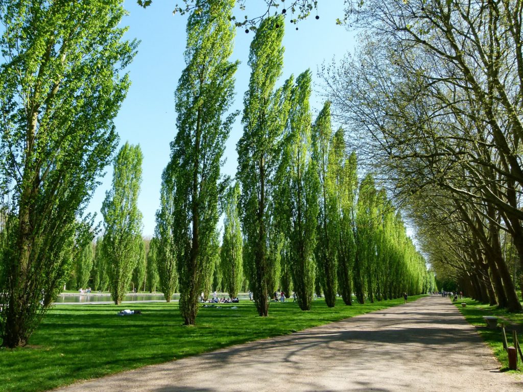 Kavak ağaçları