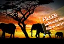 fillerin yaşamı